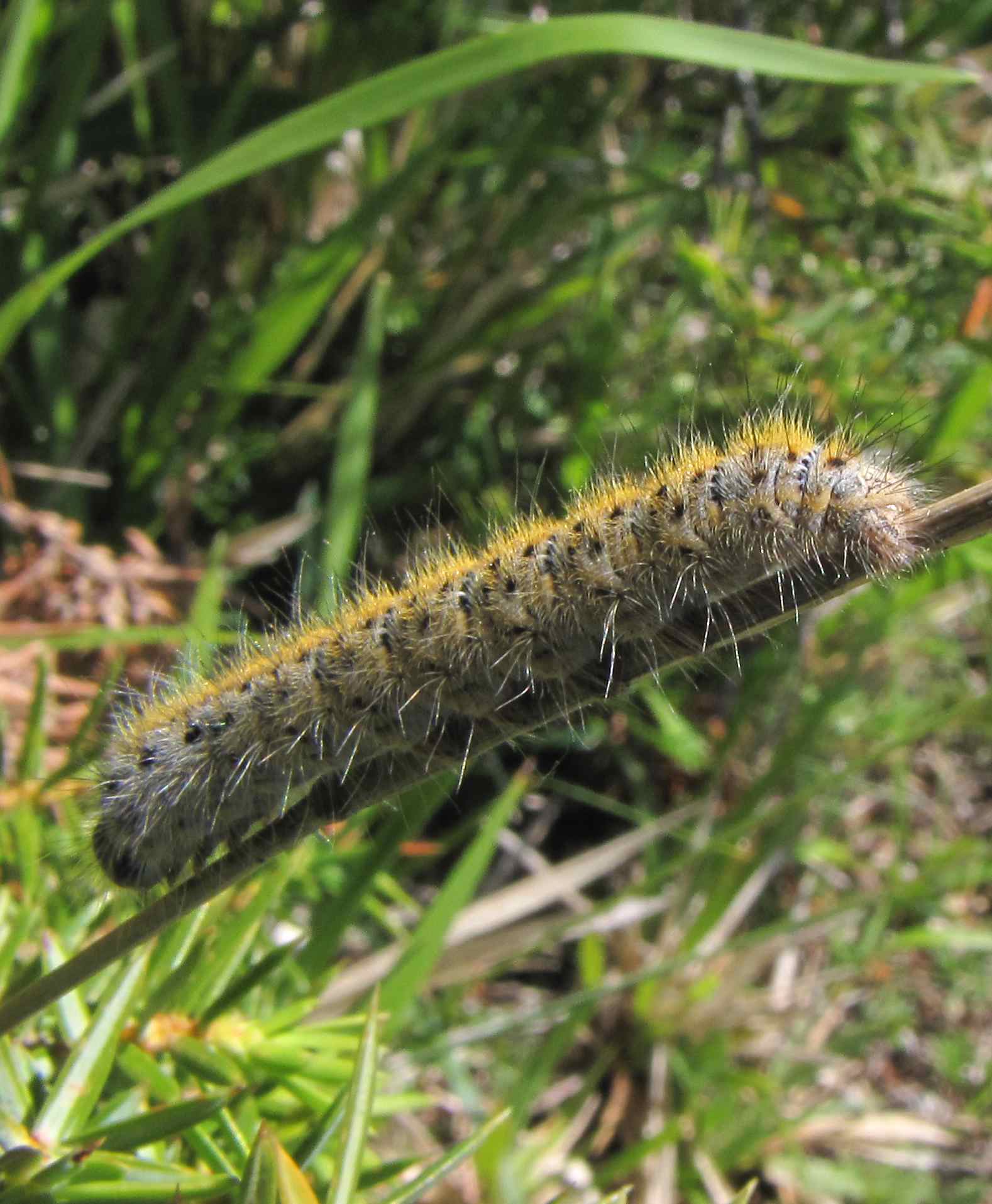 Lasiocampa (Pachygastria) trifolii
